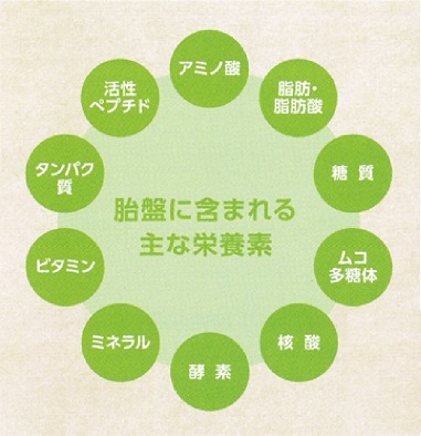 プラセンタに含まれる主な栄養素